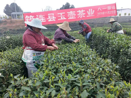 筠連茶爆猛料：初冬采新茶品質(zhì)提升群眾增收笑開顏
