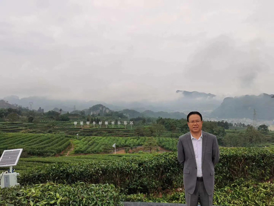 筠連茶爆猛料：初冬采新茶品質(zhì)提升群眾增收笑開顏