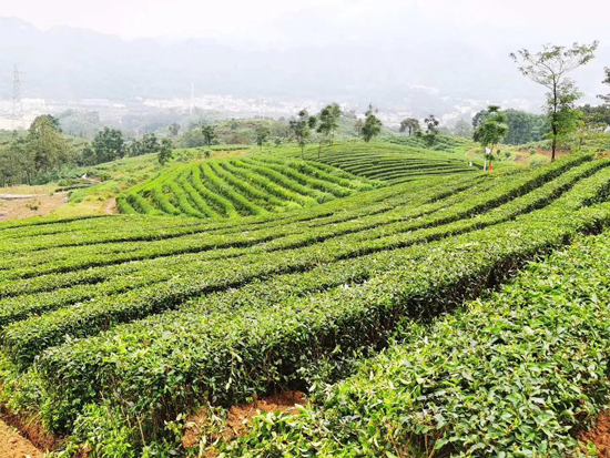 筠連茶爆猛料：初冬采新茶品質(zhì)提升群眾增收笑開顏